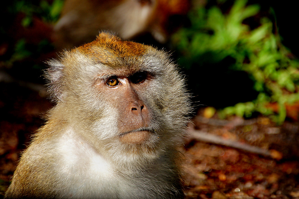 Monkey survives for two years with pig kidney in 'extraordinary milestone', Medical research