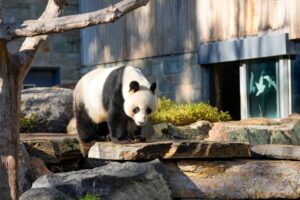 Кина ѝ понуди панди на Австралија во обид да се зајакне соработката